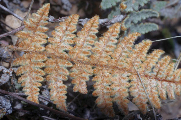  Cheilanthes lindheimeri (Hooker)